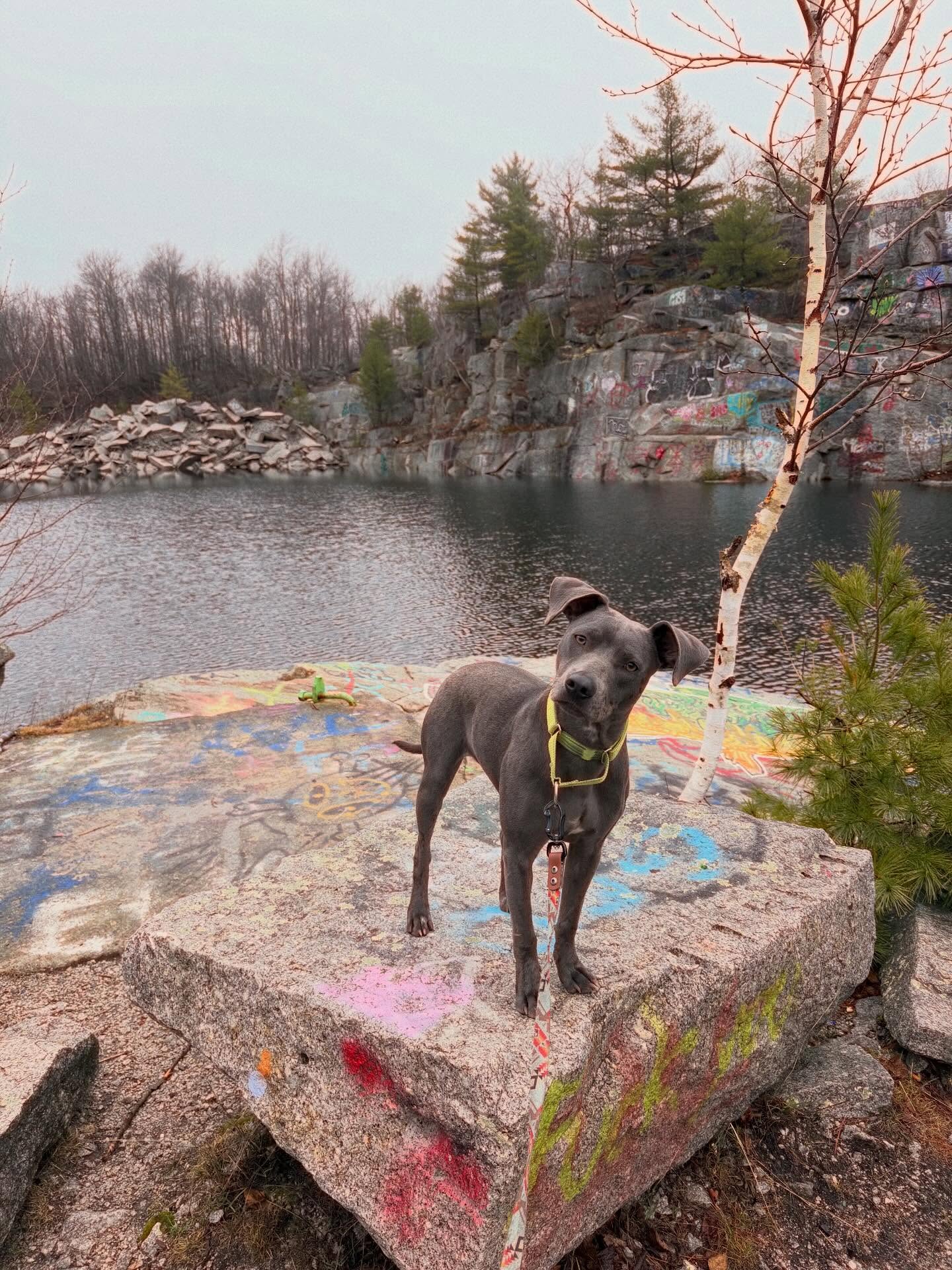 ⚠️Friends who camp with their pups⛺️What are you using for a sleeping bag for your little pupperoni?!
📷 of the little dragon yesterday at
📍 The Quarry, Mount Waldo, Frankfort
#hiking #camping #campingwithdogs #traildog #maine