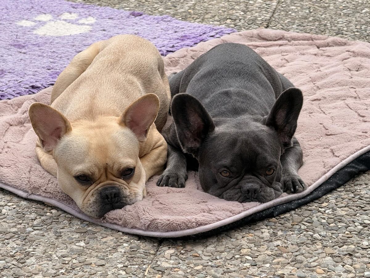 #saroraspfotenstube #