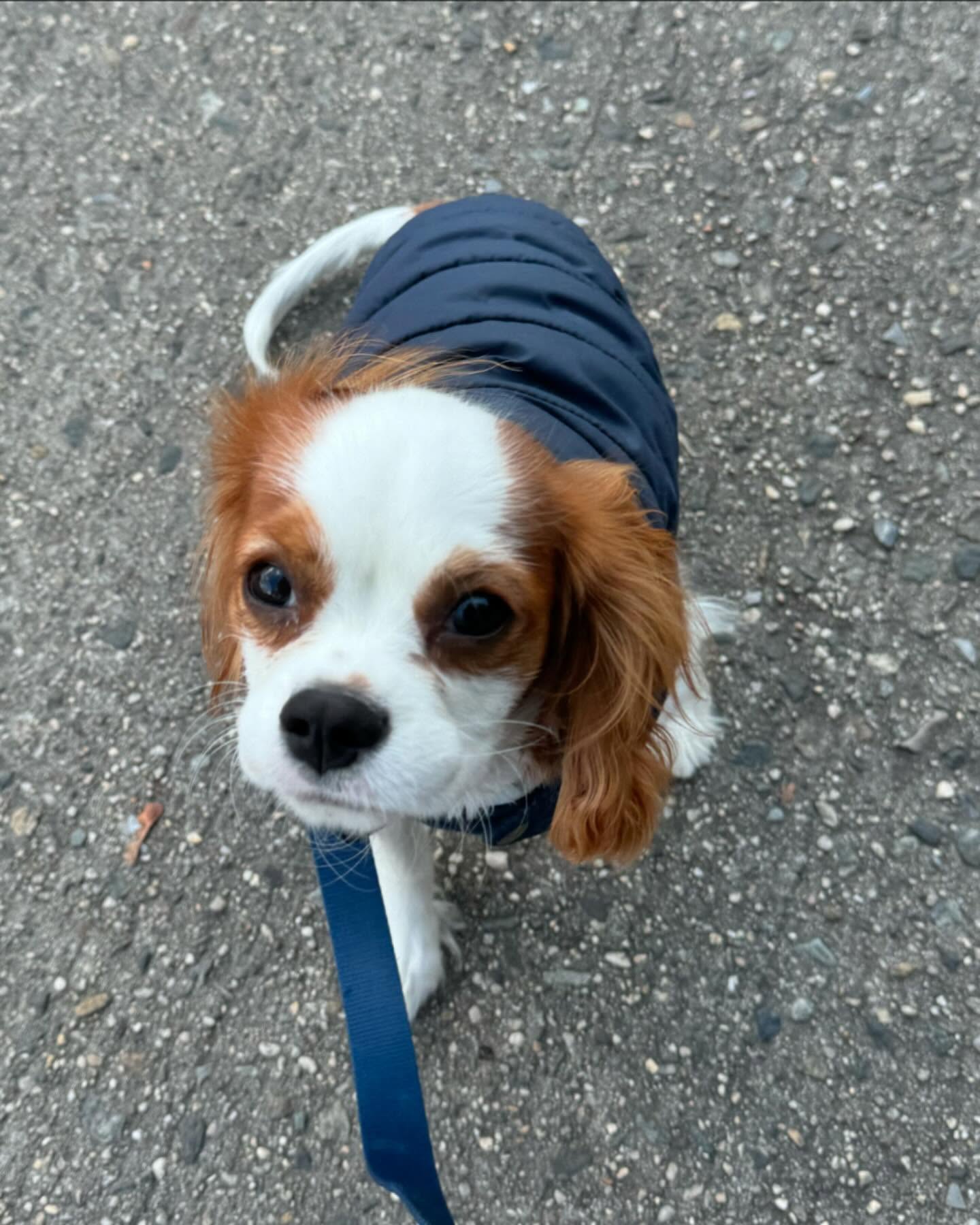 Little Logan had a great walk! 🐾