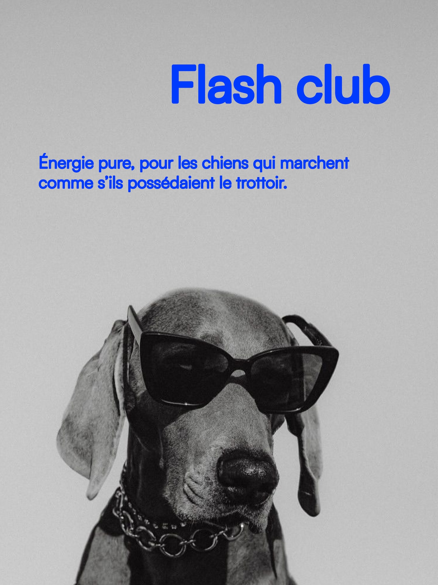 Flash Club ⚡
Énergie pure.
Pour les chiens qui marchent comme s’ils possédaient le trottoir
05/08