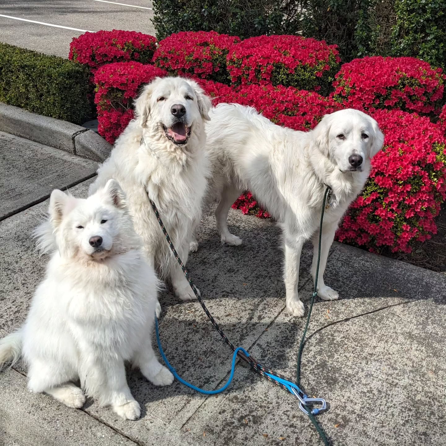 Two Pyrs and a Sammy walk into a movie theater. Ticket salesperson asks, "What'll it be?" One Pyr replies, "Three for Honey I Shrunk the Pyrenees." 🍿
.
I don't think Samoyeds really resemble Pyrenees, but when my wife showed a picture of Halo to her coworker, he said "You shrunk your Pyrenees."
.
.
.
#dogwalker #packwalk #greatpyrenees