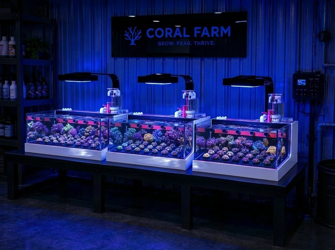 Check this out 👀🔥
This is the frag tank setup your coral farm has been waiting for. Clean, modern and seriously cool — built for proper coral propagation, grow out, and dialled-in systems.
Run different corals, tweak parameters, even test growth… all in one slick setup.
And when you want to go bigger? Just add more modules alongside and keep building your farm your way.
If you're serious about frags… this is the one.
🌐 https://www.thepolyppros.eu
🌐 https://www.thepolyppros.co.uk
#ThePolypPros #FragTank #CoralFarm #CoralPropagation #ReefTank #CoralFragging #MarineAquarium #Aquaculture #CoralGrowth #FragSystem #AcrylicAquarium #ReefKeeping #CustomTank #CoralFarming #ReefKeeper #CoralAddict #AquariumLife #MarineReef #SPS #LPS #Softies #ReefNerd #AllMyMoneyGoesToReef #ILoveMyJob #CoralKeeper #AquariumHobby #ReefCommunity #MarineHobby #TankGoals #ReefDreams