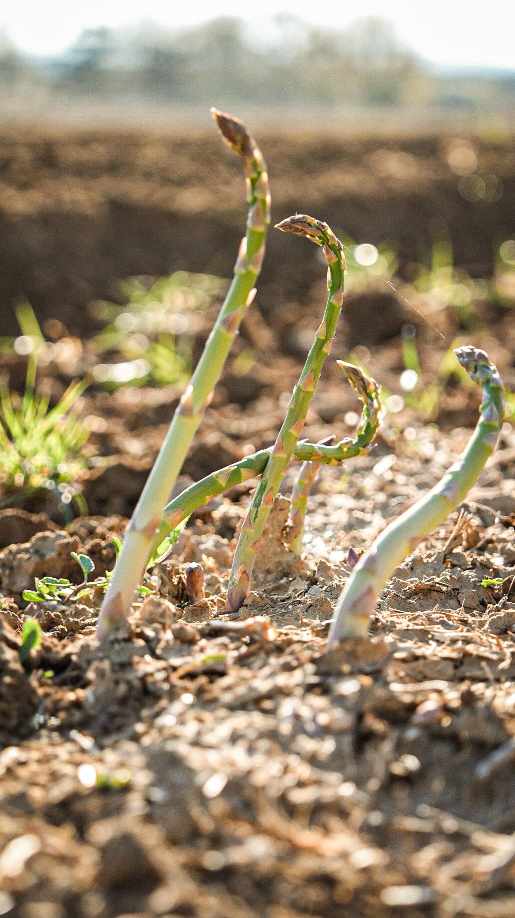 En immersion avec Yanis, le chef du Café du Progrès 🧑🍳
Tôt le matin, Yanis est chez @le_potager_de_mamelie au milieu des belles rangées d’asperges.
Il les cueille directement dans la terre, prend le temps d’échanger, de choisir, de regarder ce que la saison offre.
Quelques heures plus tard, il est en cuisine…
Les asperges passent de la terre à l’assiette, travaillées avec précision, dans le respect du produit.
Une cuisine qui commence bien avant le service ☀️
—
📍 Café du Progrès • Ménerbes
🔗 Réservation conseillée via le lien en bio
☀️ Mardi → samedi : 8h – 20h