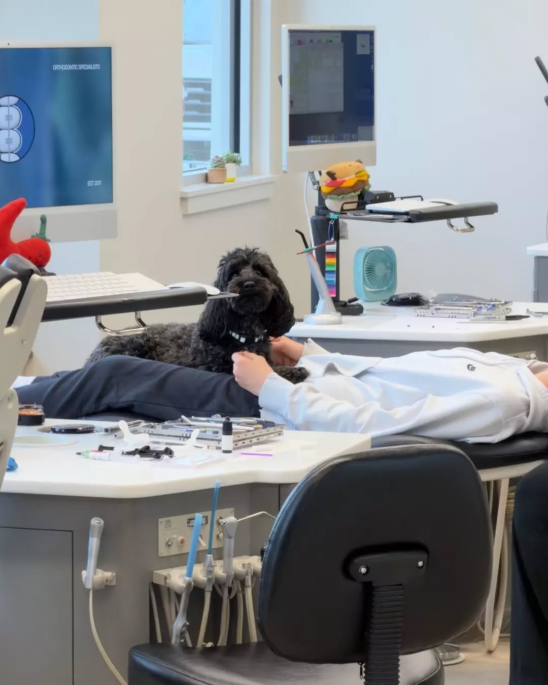 Blue gets a 10/10 on emotional support! We are still working on the concept of personal space. 😅🐾💙
Don't forget to tag us in your photos of Blue! We love to see him in action, and would love to share them with others! 📸