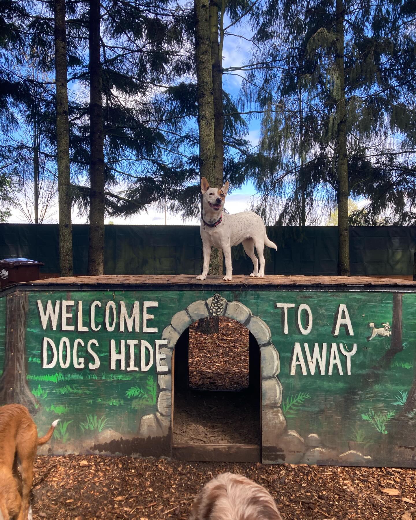 Welcome to the pack Sabine!! We’re so happy to have you join us on such a beautiful day!!