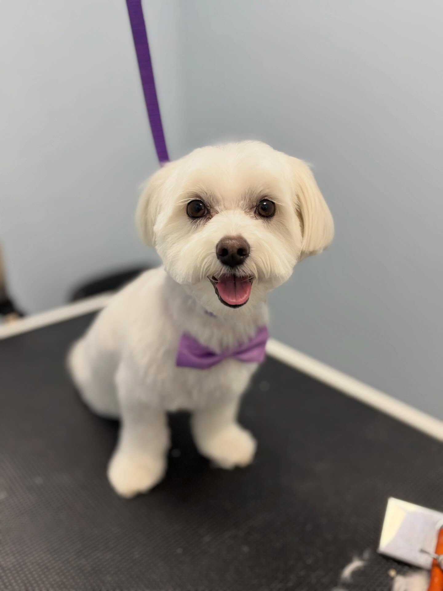 Sherlock π΅οΈ π€©
#doglover #maltese #dogspa #doggroomer #finessin
