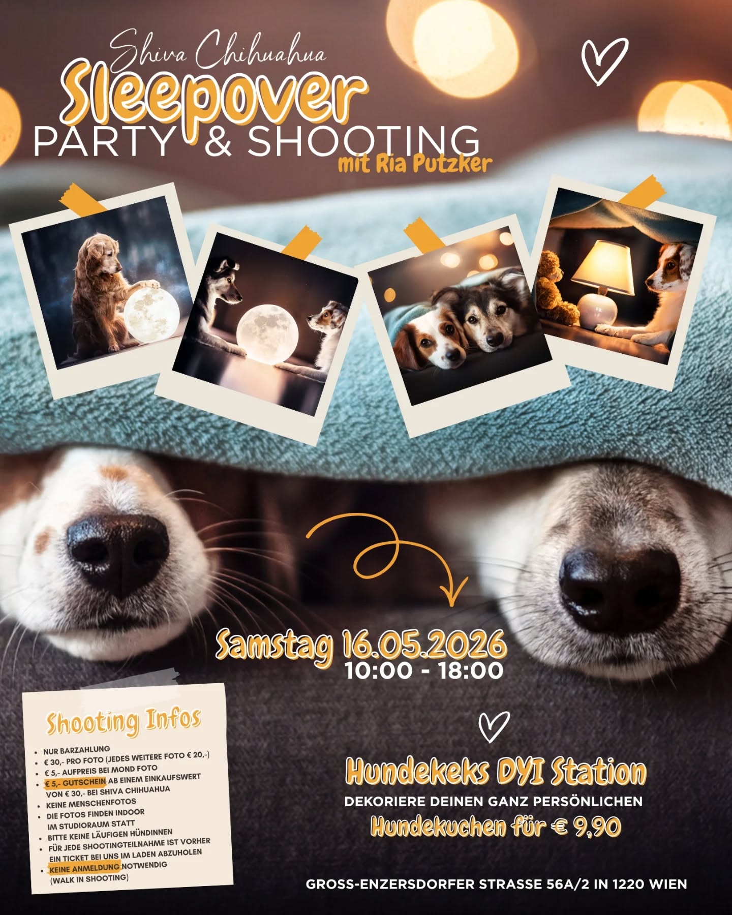 🆂🅻🅴🅴🅿🅾🆅🅴🆁 Party & Shooting 🐶🧡
𝗦𝗮
