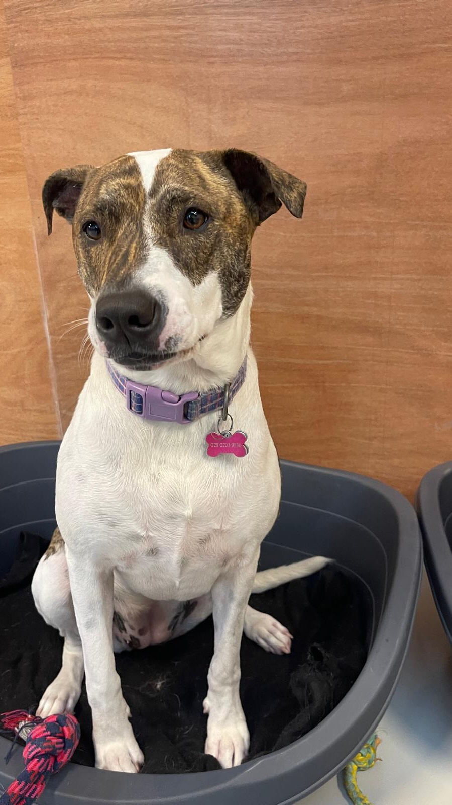 Happy Tuesday 🐶🐾🥹🥰😅
.
.
.
.
.
.
#tuesday #tongueouttuesday #doggydaycarefun #doghotel #dogboarding #happydog #aucklanddog #nzdog #wooflandnz @barneyandflora