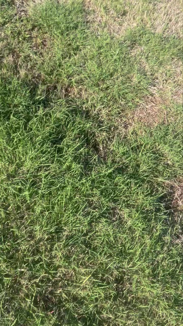 “Growing up watching my dad train dogs, you realize it’s not talent, it’s relentless work, trust, and a connection you can’t fake. The dogs shine, but I see the hours behind it! It is so cool and interesting watching him train!”