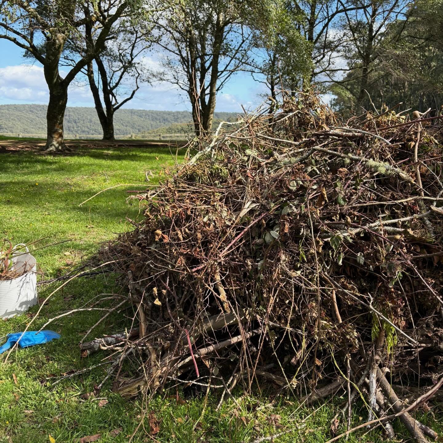 Stage one of @theecoretreat project we’re calling Beautify and today I got back to what we started at Easter and removed more of the blackberry brambles.
I dug up a bucket of roots from one garden bed and started cutting back the brambles on the other side of the house to discover an old cattle yard. All the clippings are being gathered for our first bon fire ritual this winter!
Cutting back the brambles thoughts of old folktales went through my mind but alas no damsel in a castle was found, just a rusty old gate that had collapsed in on itself.
Later, I experimented with crushing some berries to make natural paint and I’m fond of eating them too!
The other task I got onto was planning out the orchard and staking the places for nine fruit trees to be planted early spring. I’m creating a digital calendar to manage the fertiliser, watering and harvest. But first some soil improvement.
I’m bemused that there is a cauldron outside the laundry door at the entrance to the orchard. Double, double toil and trouble. Perhaps I can brew some fruit and herbs to create a potion to stop the blackberries from spreading?!
A magical end to the week when we walked the land and saw two deers and a mob of kangaroos grazing in the back paddock. Happy Friday!
#farmlife #organicgardening #slowliving