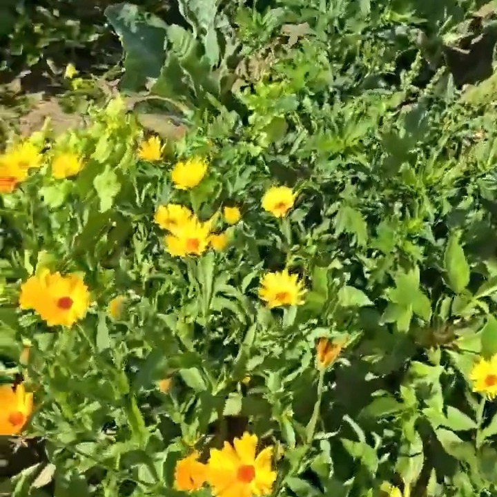 Grow like the plants, the trees, the herbs, and the fruit.
Natural growth has never been instant, and truth be told, anything worth becoming usually takes time. Roots must settle before branches can stretch. What is real grows with patience, not panic.
In a world that wants everything overnight, remember this: nature does not rush, yet everything still blooms when its season comes. Even the strongest tree was once just a seed minding its business in the dirt.
Let your struggles become the photosynthesis of your growth.
Let pressure feed your purpose.
Let hardship strengthen your roots.
Let every lesson pull you closer to the light.
Growth is not always pretty. Sometimes it looks messy. Sometimes it feels slow. Sometimes it seems like nothing is happening at all. But beneath the surface, something sacred is taking shape.
So learn deeply.
Love fully.
Live truly.
And keep growing.
www.lenil-go.com/shop
www.divineglobalhealing.com