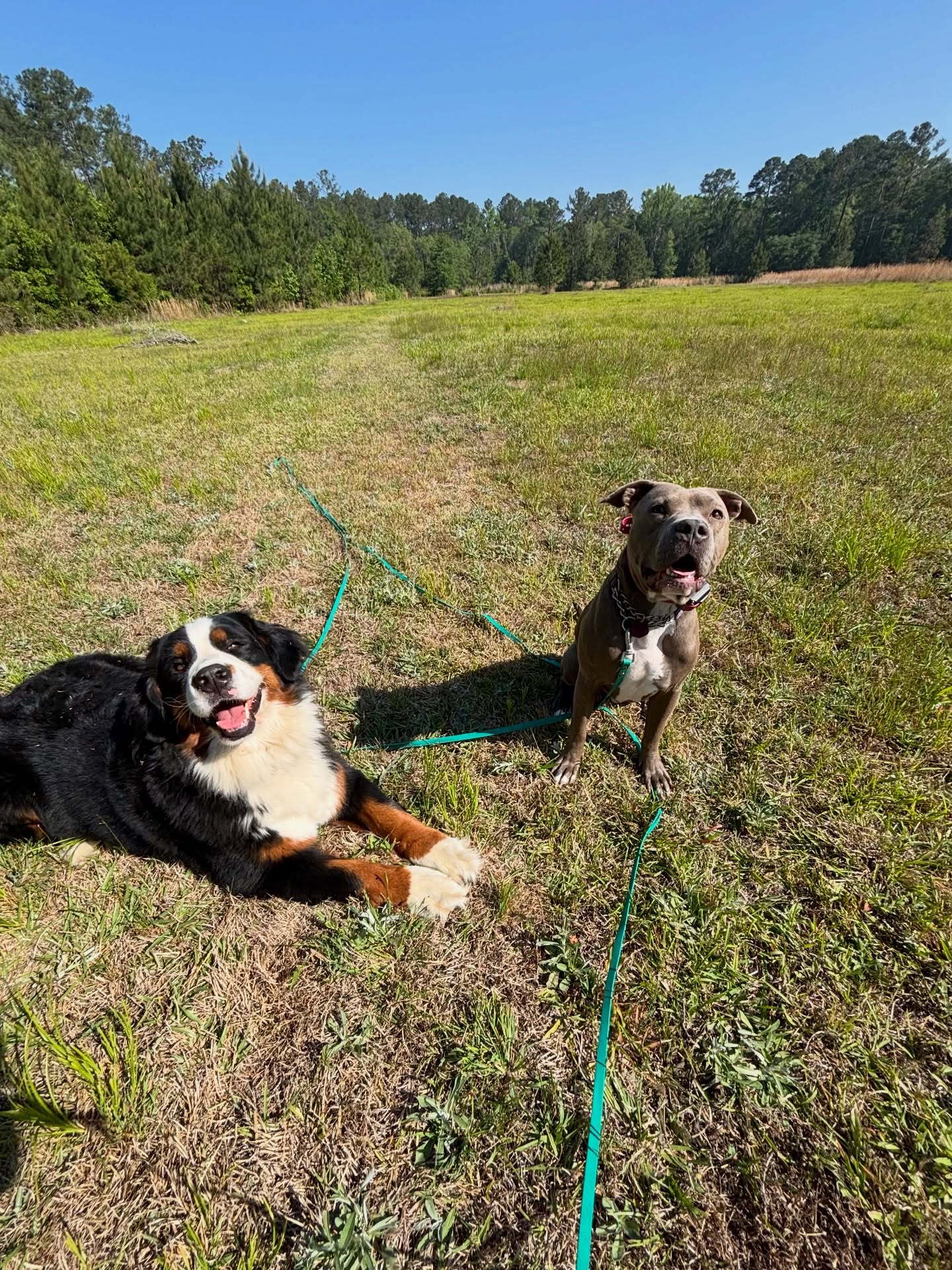 Dog recall training is one of the most underrated skills you can teach your pup. When your dog responds to your call in high-distraction environments, you’ve built real trust — and real safety. Here’s how we approach it. 👇
A solid recall doesn’t happen overnight — it’s built through consistency, repetition, and making you the most rewarding thing in your dog’s world.
Start indoors. Remove all distractions and practice in a quiet space first. Use a strong, consistent recall cue — one word, every time — and reward heavily when they come.
Move outside gradually. The backyard, then a quiet park, then busier environments. Each new setting is a new challenge, so always set your dog up to succeed before raising the bar.
Add real distractions. Other dogs, new smells, squirrels — this is where recall is tested. Practice around the things that actually compete for your dog’s attention so they learn that nothing overrides your call.
#dogsofsavannah #dogtrainingtips #comingwhencalled