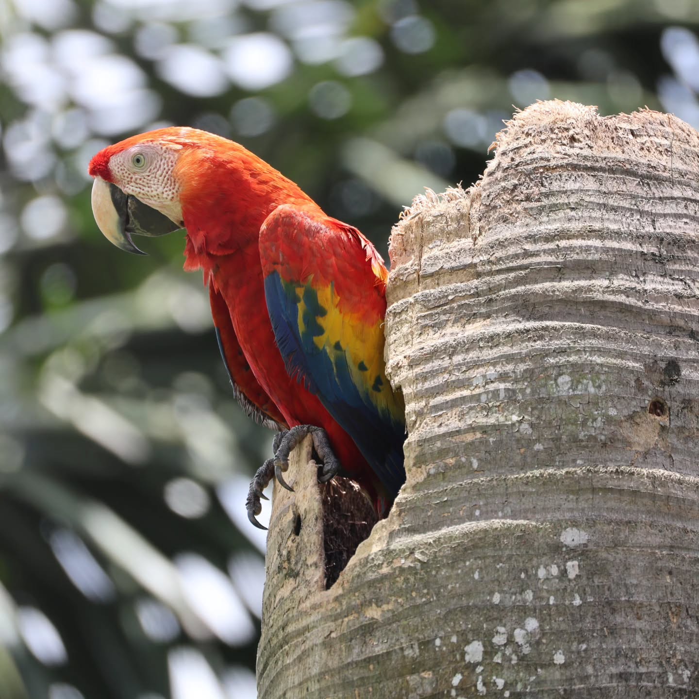 All this can be seeing from the side of the road in Fortuna!
Love Costa Rica
Cannon 200-800mm F6.3-9 IS USM
#lovenature💚 #sloths #birdwatching #welovefreddy