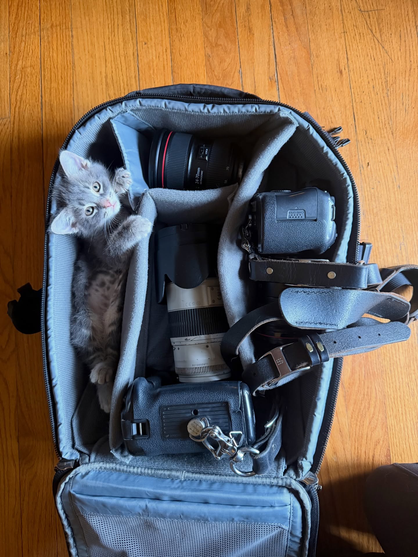 Added some adorable furry friends this week to my family! Stay tuned! The most adorable kitten photo shoot coming soon!