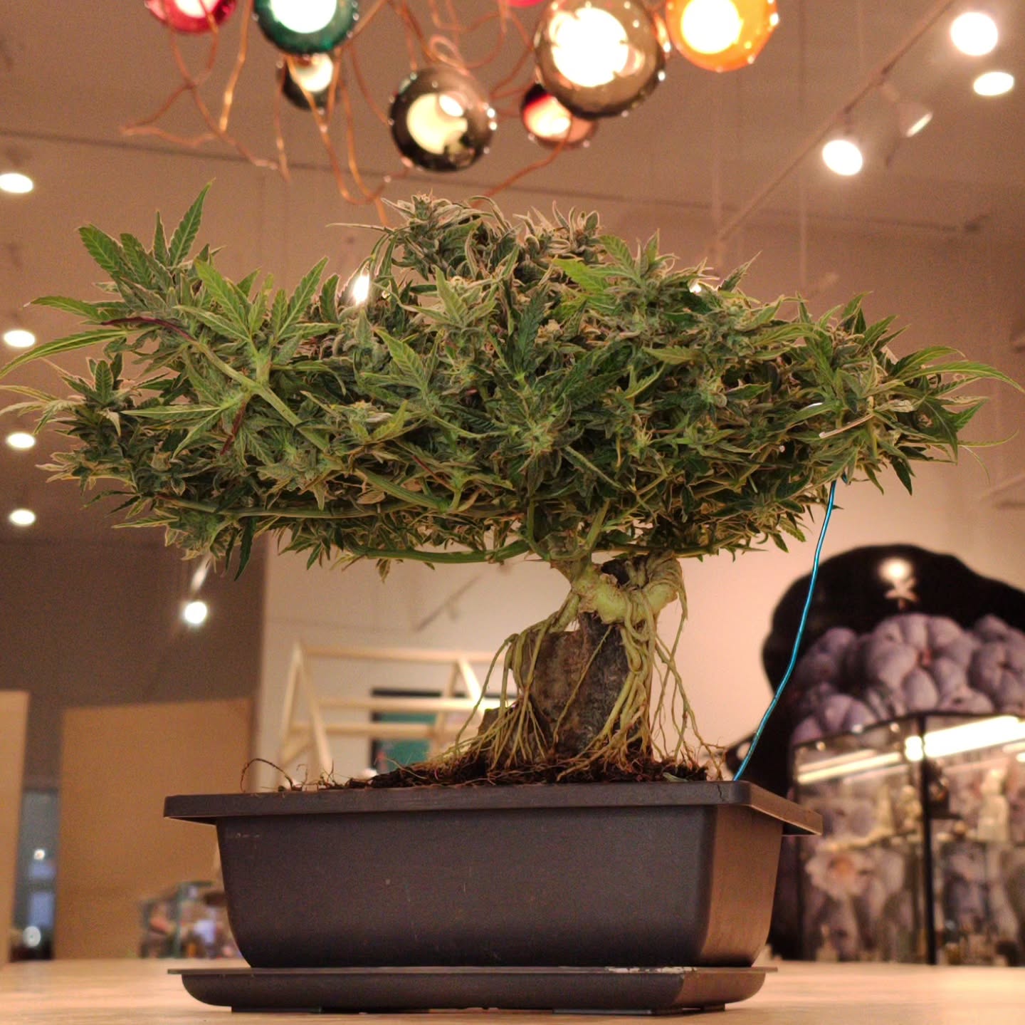 Hey Vancouver! Come check out my plants on display at @nahualvancouver I'll be hanging out there for 420 tomorrow, pop in and say hi