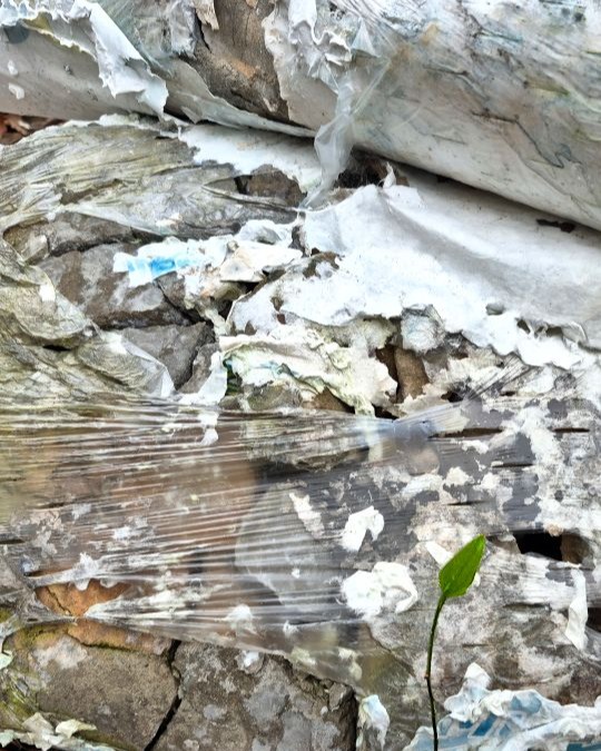 Greenling. I had surgery about a month ago, but before the crisis, I went out one overcast morning with Raven Storm looking for fun textures. Sought out spaces where rusty metal meets weeds. Collected a ton of images from which to make "finder compositions." It took a while to have enough energy during recovery to pull this folder up for editing, but now they've been processed. I'm quite happy with a few of them. It's fun to look for compositions right under our noses and push them to see where they want to end up. There are about 20 images I thought were worth sharing. I hope you'll check them out!
Texture Foraging. Field trip photographs edited in Gimp by Katty Pulsar and Neil Oldman for Daydream Misfit. https://www.daydreammisfit.com/texture-foraging