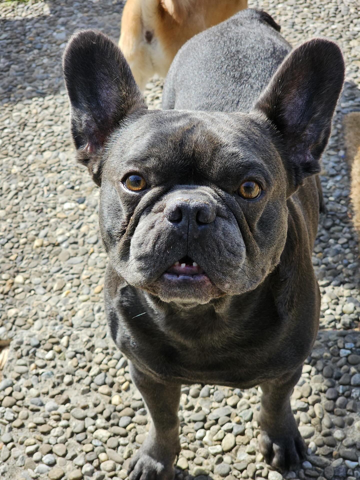 #saroraspfotenstube #