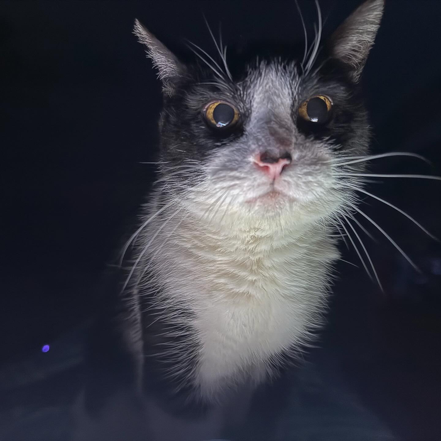 This was my wake-up call this morning. Apparently Savannah was indignant that her butler was sleeping on duty.