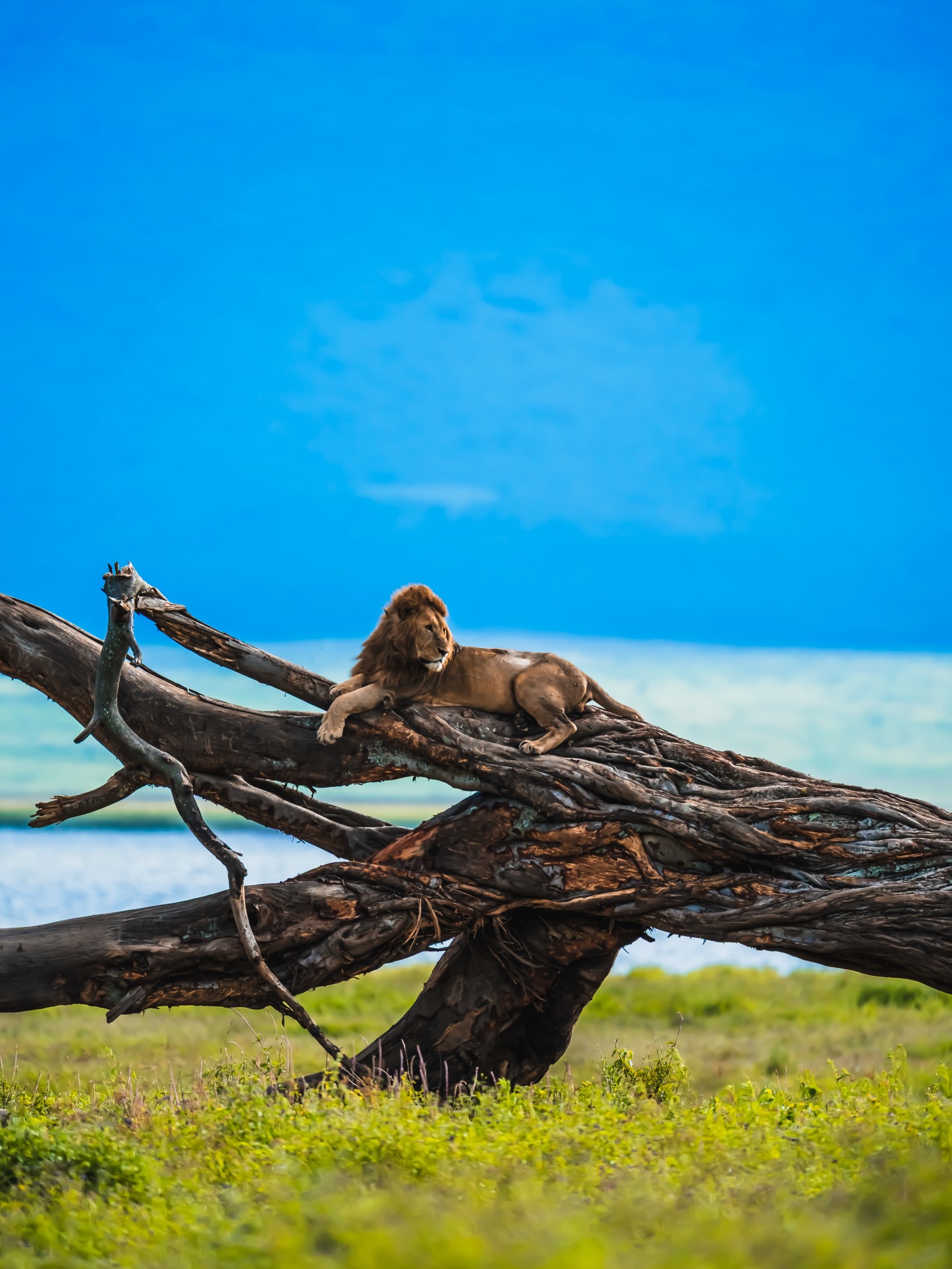 Which one is your favorite?
#tony_mlay1 #bigfivetrails #viajestanzania #guiaespañolentanzania #safariguide