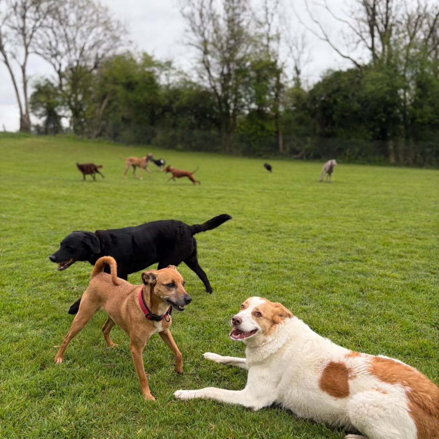 Safe and secure fun Friday field trips at Doggy Daycare. 🌳
