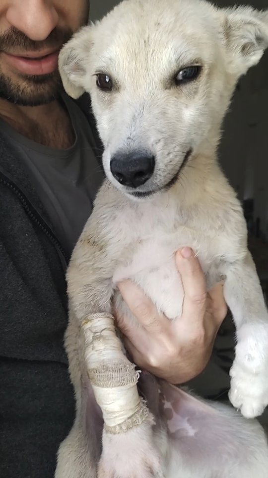 How to make a stray puppy smile again 🥺
رساله لكل المحرضين و الي من يهمه الامر
هتسم كلب هنعالج ١٠ .. اتعالجت من الفوبيا و علم ولادك ثقافة الرحمه !! الارض مش للإنسان لوحده