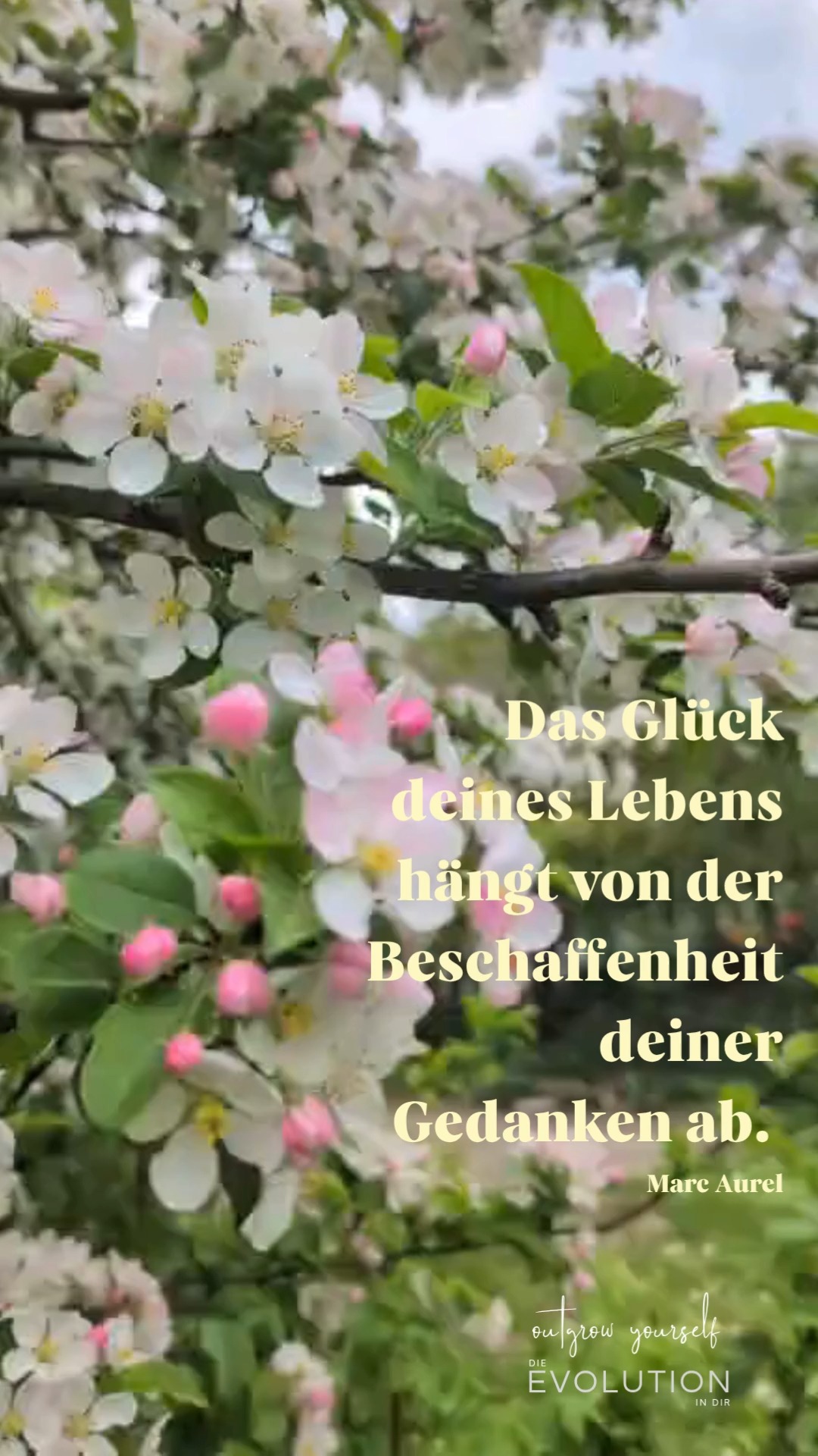 Da war mal ein Apfelkern, wo jetzt dieser wundervoll blühende Baum in unserem Garten steht. Jahr für Jahr schenkt er uns reichlich Früchte.
Dieses kleine Samenkorn hat alles in sich getragen, um dieser prächtige Baum zu werden.
Jede Zelle trägt Informationen in sich, um zu wachsen, zu gedeihen und zu dem Wunder zu werden, für das es gedacht ist.
Mit dem Glauben an sich trägt der Apfelkern die ganze Evolutionsgeschichte in sich.
Und so tragen wir diese Information auch in uns.
Eine Apfelkern fragt sich nicht, ob er das kann.
Wir schon.
Nun, welch genialen Hebel wir nun mit dem was wir denken, in unseren Händen tragen, ist uns oft gar nicht bewusst.
Mehr dazu gibts am
Donnerstag, 23.4.
um 16:30 Uhr online.
Interaktiver Vortrag zum Thema:
Grenzen im Kopf
Wie dein Glaube, deine Zukunft steuert.
Anmeldung:
Anita.kurzbauer@gmail.com
birgit@himmelbauer.info
#outgrowyourself
#gedankenwelt
#veränderung
#gedanken
#glück
#natur
