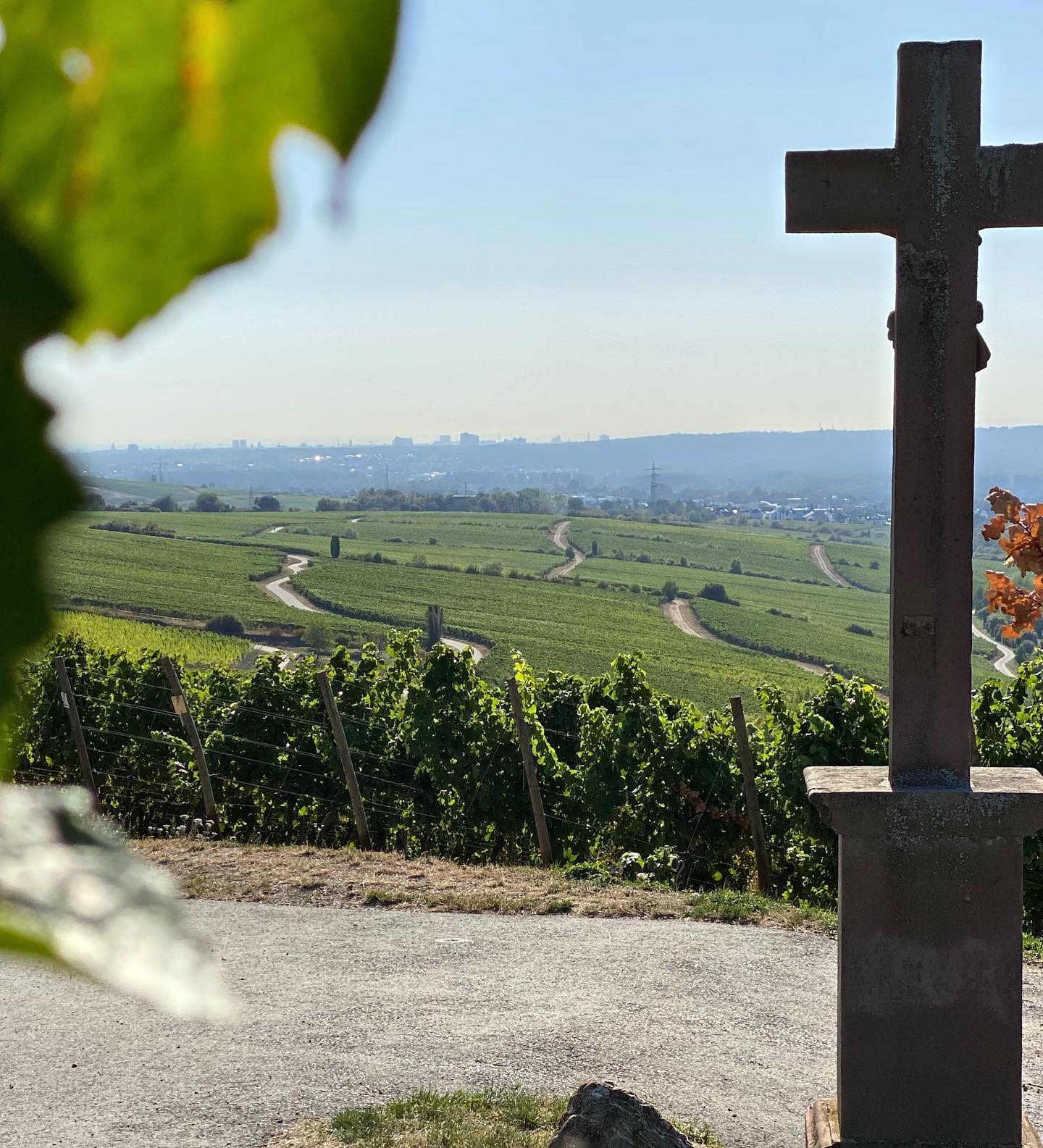 Check out these grape views from the sunny Weinbergs of Kiedrich where some of the Rheingaus best Riesling comes from!
Definitely a good riesseling to come on tour 😉🍾
#thristy #wineviews #grape #views #grapeviews #vineayardviews #winetour #wineguide #winetravel #riesling #wineguide #rheingau #frankfurt #wiesbaden #germany #grapeescape #wijn #vins
@winesofgermanynorway
@winesofgermanyuk
@winedestinations