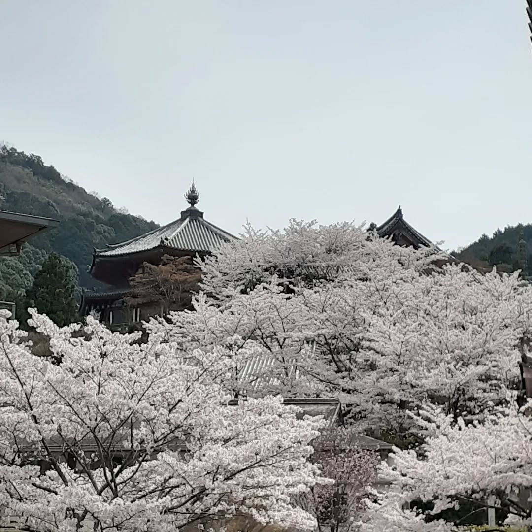 【今日のひと吹き】
Weber : Konzert Nr.1 f-moll
Bernstein : Sonata
Miyoshi : Perspective en Spirale
Mozart : Konzert
Stravinsky : Three Pieces
Schumann : Fantasiestuecke op.73
Weber : Grand Duo concertant op.48
Debussy : Premiere Rhapsodie
#aoyamahidenao #clarinettist #berlin #osaka #wurlitzer