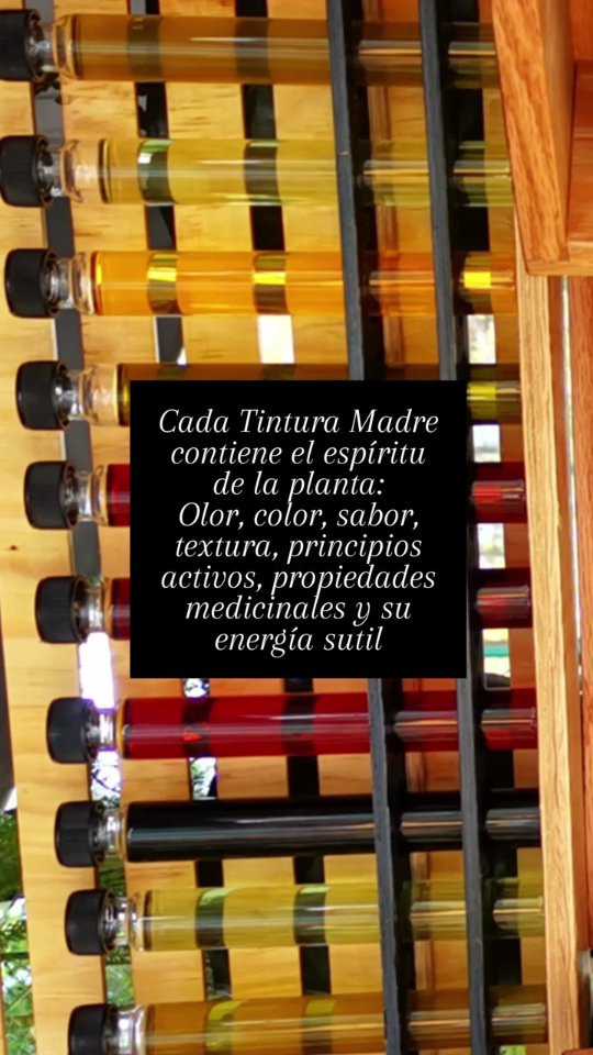 Aquí habitan los espíritus de las plantas.
#tinturamadre #latintureria #yotecuido #espiritusdetomar #espiritusdeuntar