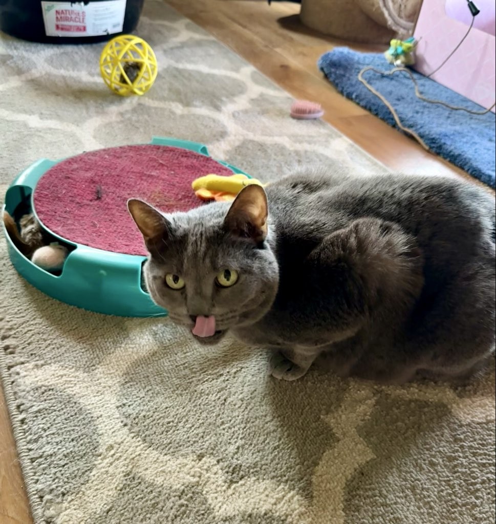 When the treats are gone but the flavor remains. ๐พ๐ฉต
#Woofhoofmew #conifercolorado #petsitting #conifercolorado #morrisoncolorado #mlem