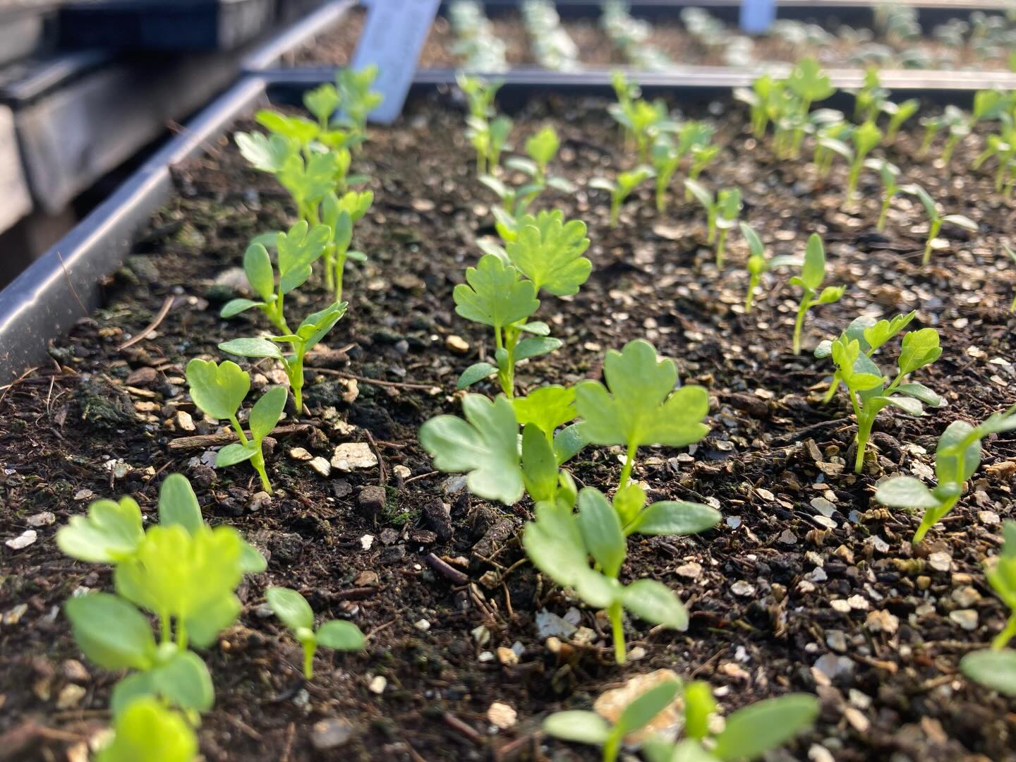 Quiz yourself! How well do you know your baby vegetable plants?
The greenhouse is filling up with baby vegetable plant cuteness right now. These seedlings will grow up fast and will be ready to plant in the field in the next 2-3 weeks!
In order of appearance,
Celery
Basil
Peas
Spinach
Onions
Chard
Cabbage
Broccolini
Bok choi