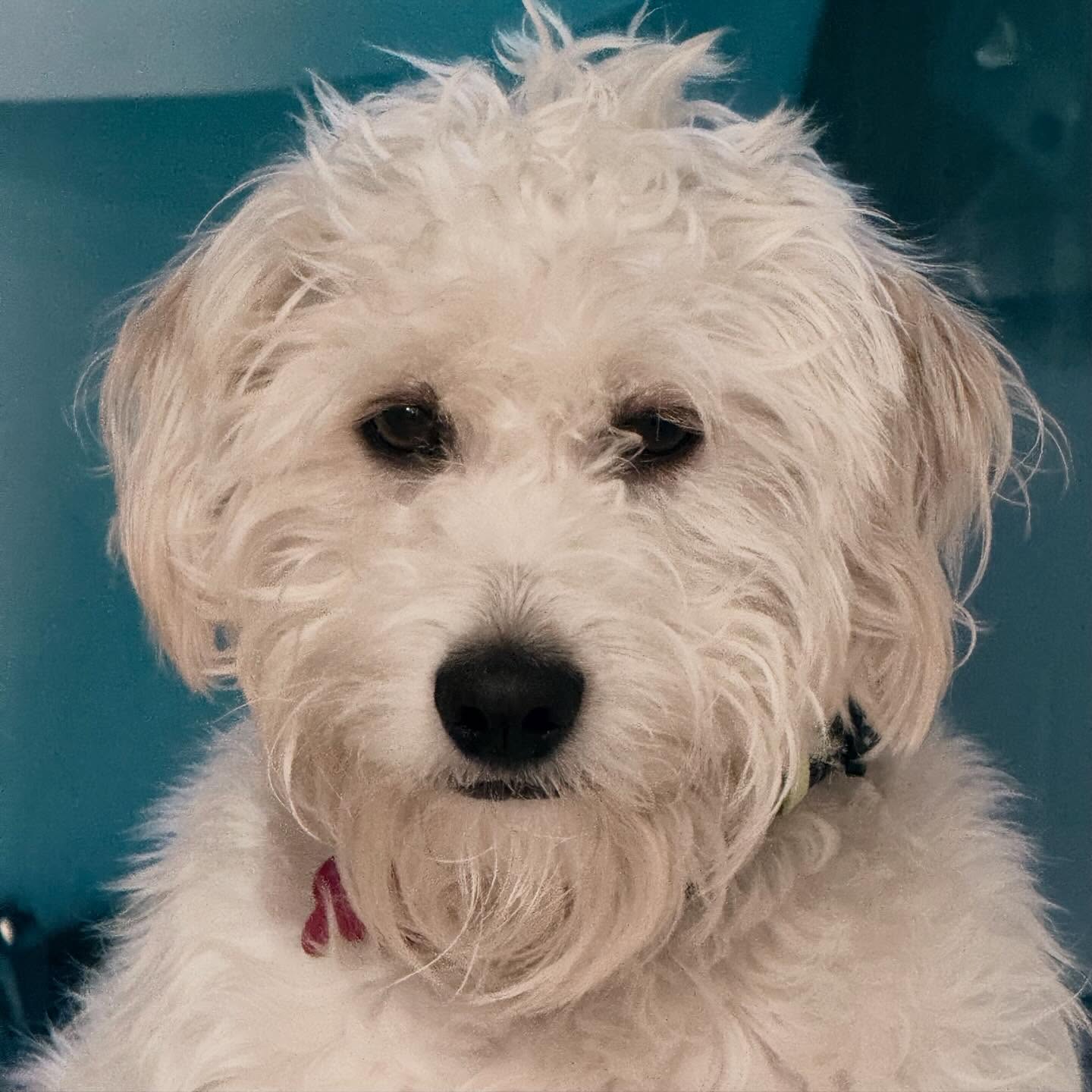 Gus’s passport photo.