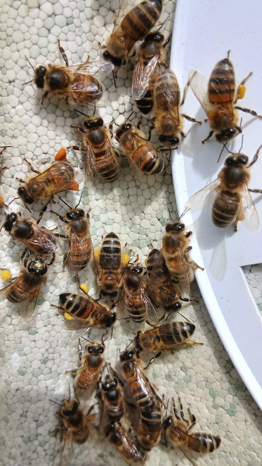 Quick inspection at the @millofbenholmenterprise apiary today.
Natural sounds, peace and connection with the life.
This place is a real microcosm of full spring bloom — fruit trees everywhere, with wild cherry currently standing out. They’re likely providing a great source of brick-coloured pollen for my colonies right now.
Together with the ever-present oilseed rape, this is helping to strengthen and grow the families.
One of the two nucs had to be promoted to a full hive — it simply ran out of space to grow properly. The other one probably just needs a bit more time.
Working with bees in this small, scenic corner of the world always makes me feel incredibly fortunate… a feeling confirmed today by a tiny ladybird quietly hiding under one of the nucs.
Work in progress — and hopefully soon I’ll be able to offer this same experience to those who are interested.
#brawliemuirfarm #scottishbeekeeping