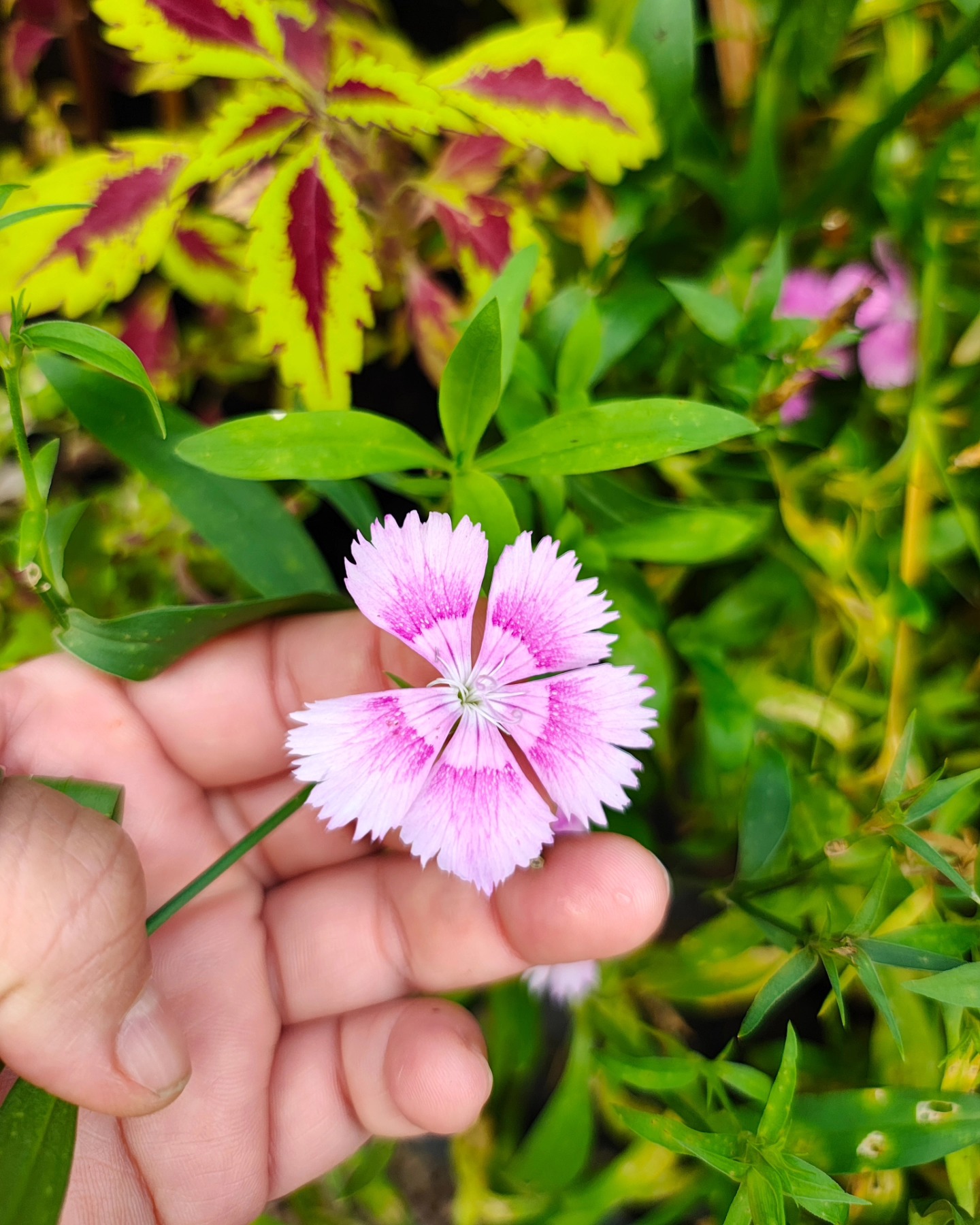 Amores perfeitos 🥰
#panc #amorperfeito