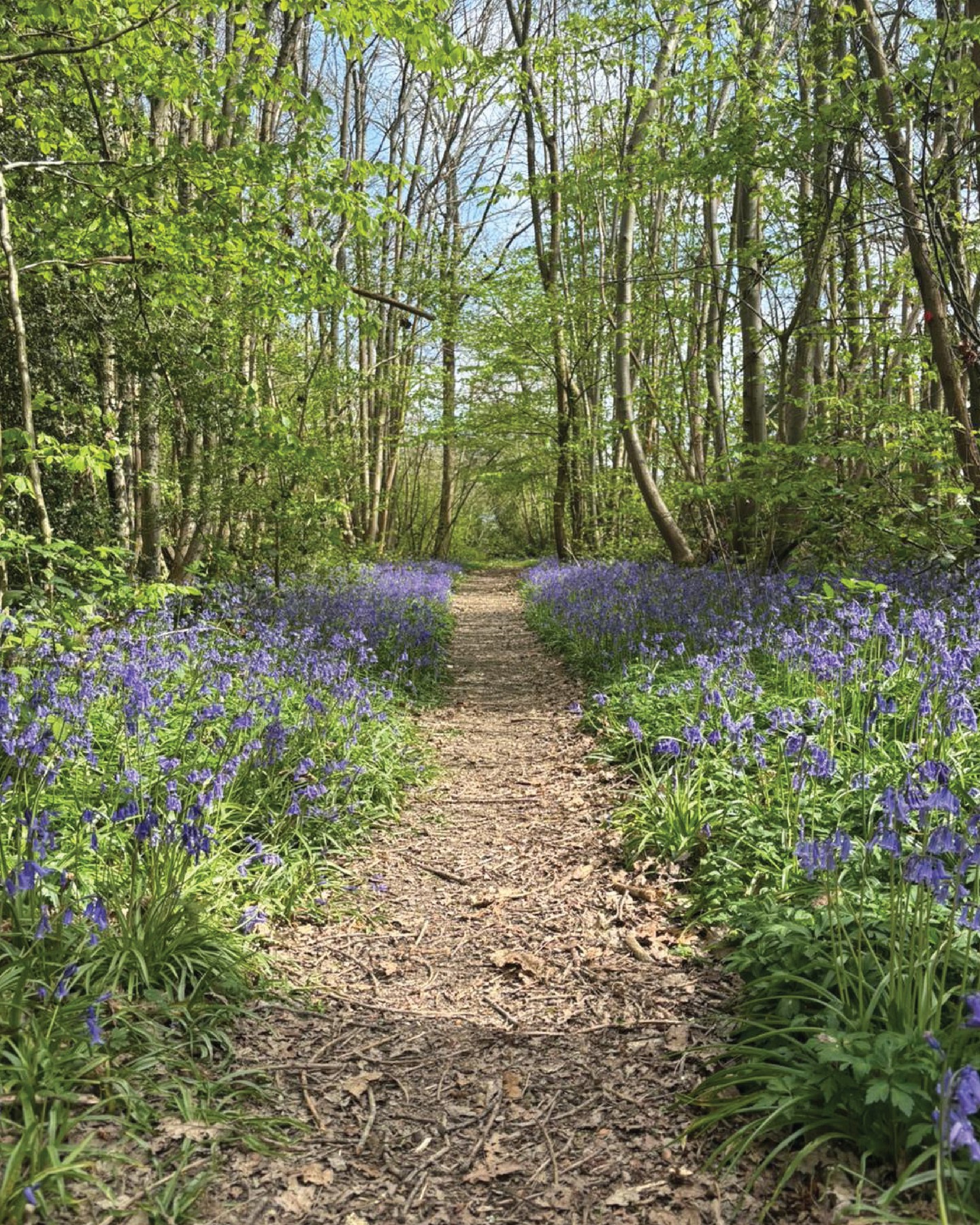 Celebrating Earth day in the magical woods across the road from our Grumpy Mole in Oxted today! 🌎️🫶
We're so lucky to be so close to these walks, especially in bluebell season. Get in touch if you would like to know more details on where to find them, and don't forget to pop in to say hi on your way past 🍴🍻🪻
#bluebellseason #earthday2026 #wildlife #woodlandwalks