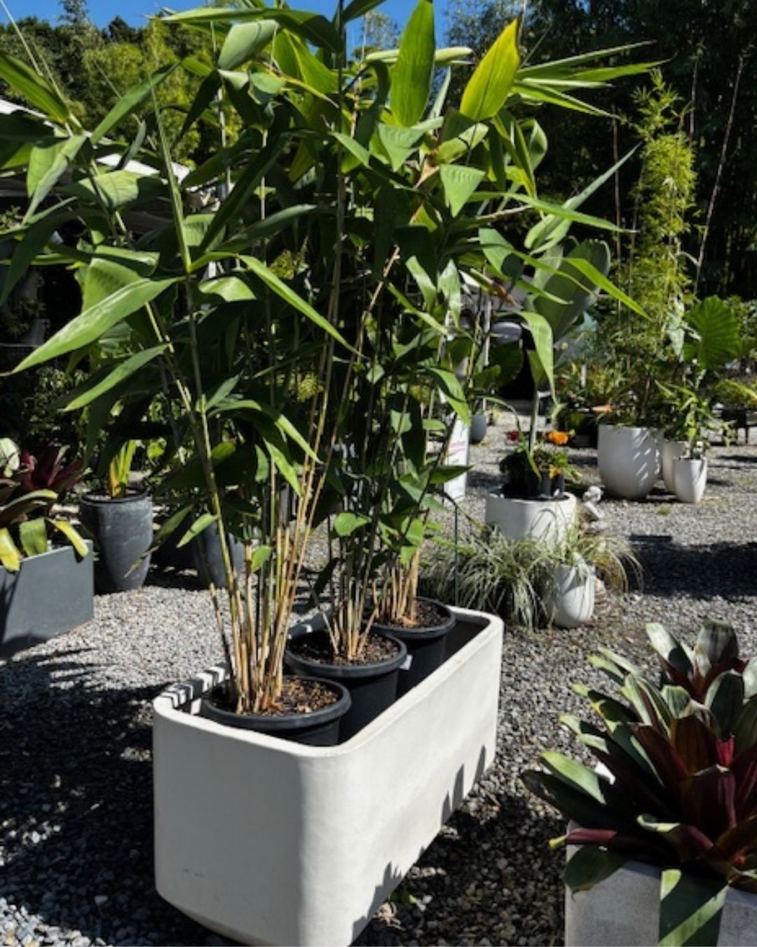 Looking to elevate your space? 🌱
Our Grayson Troughs feature a sleek, modern design with soft curved corners — perfect for patios, balconies, and garden beds.
Available in XSmall, Small, Medium & Large. Come in and find the perfect fit!