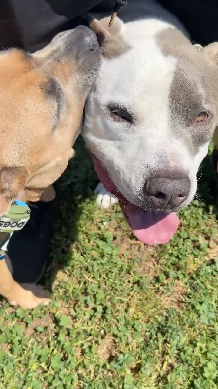 “CENTER! Good boy!!!
#dogs #dogtrainer