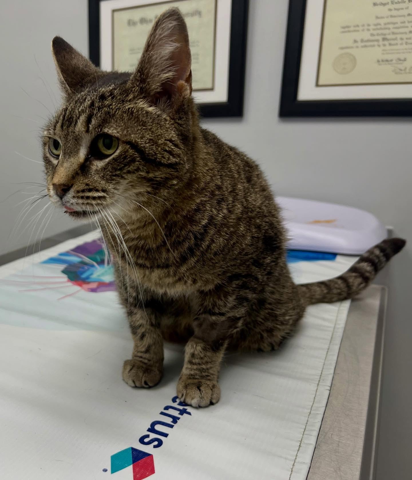 Hallie is recovering well from her dental surgery! 🩷 She has the cutest little tongue blep. 😋 We are now accepting Adoption Applications for Hallie! She is estimated to be 9 years old and is fully vetted. She is a total love bug! 💖 If you’re looking for a calm and cuddly cat, Hallie is your gal! Interested in meeting Hallie? Apply for her today!