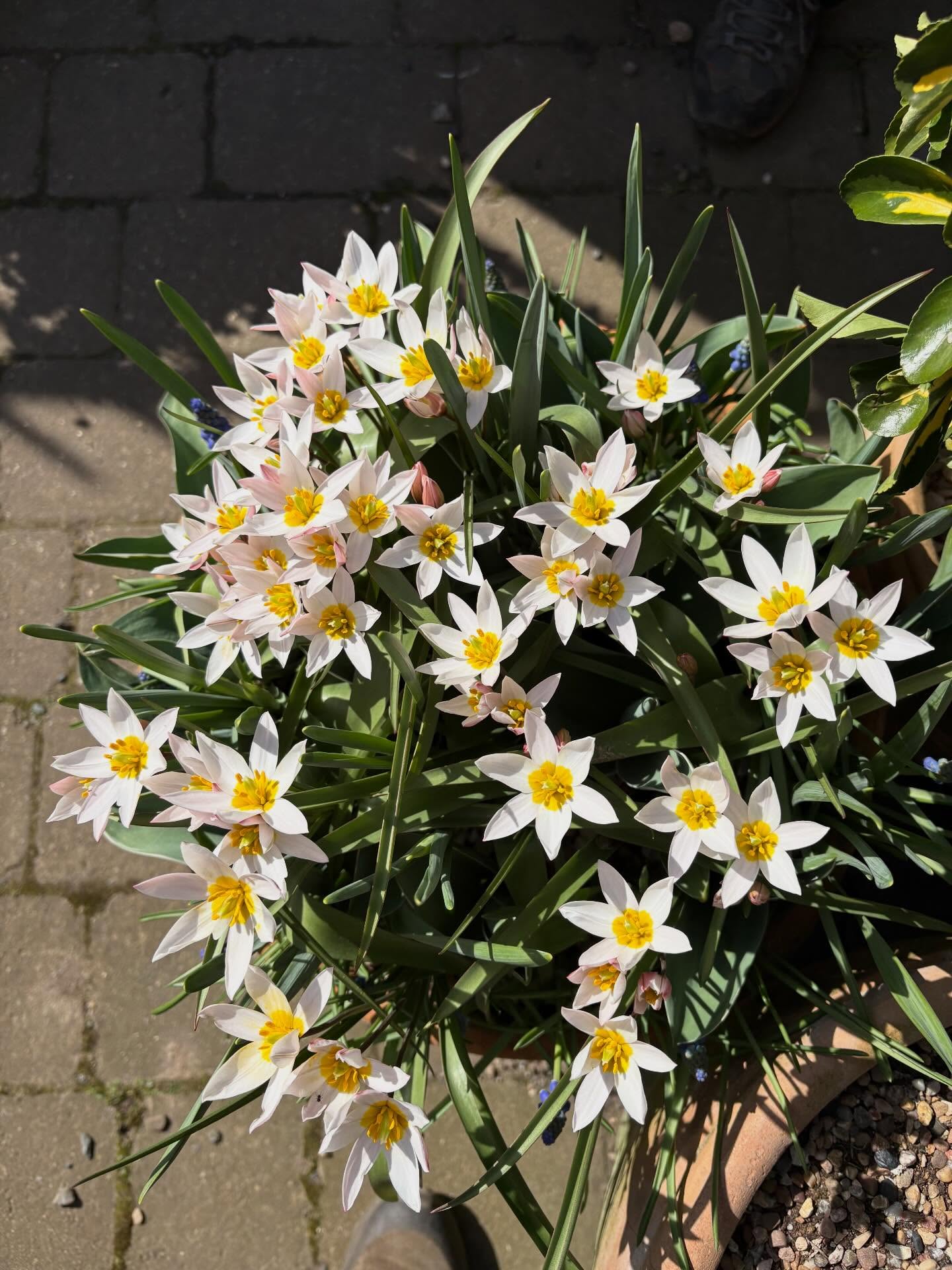 Loving the little species tulips this year. Definitely will add more next year. They’re so much more reliable in the ground than the usual tulips. Blossom of numerous Amelanchier trees and Camassia naturalising in the meadow area is very attractive as am I of course in my waders, deep in the pond, described as looking like ‚Cathy standing in gravy‘ by an admirer! 🤣 #englishspring #camassialeichtlinii #blossom