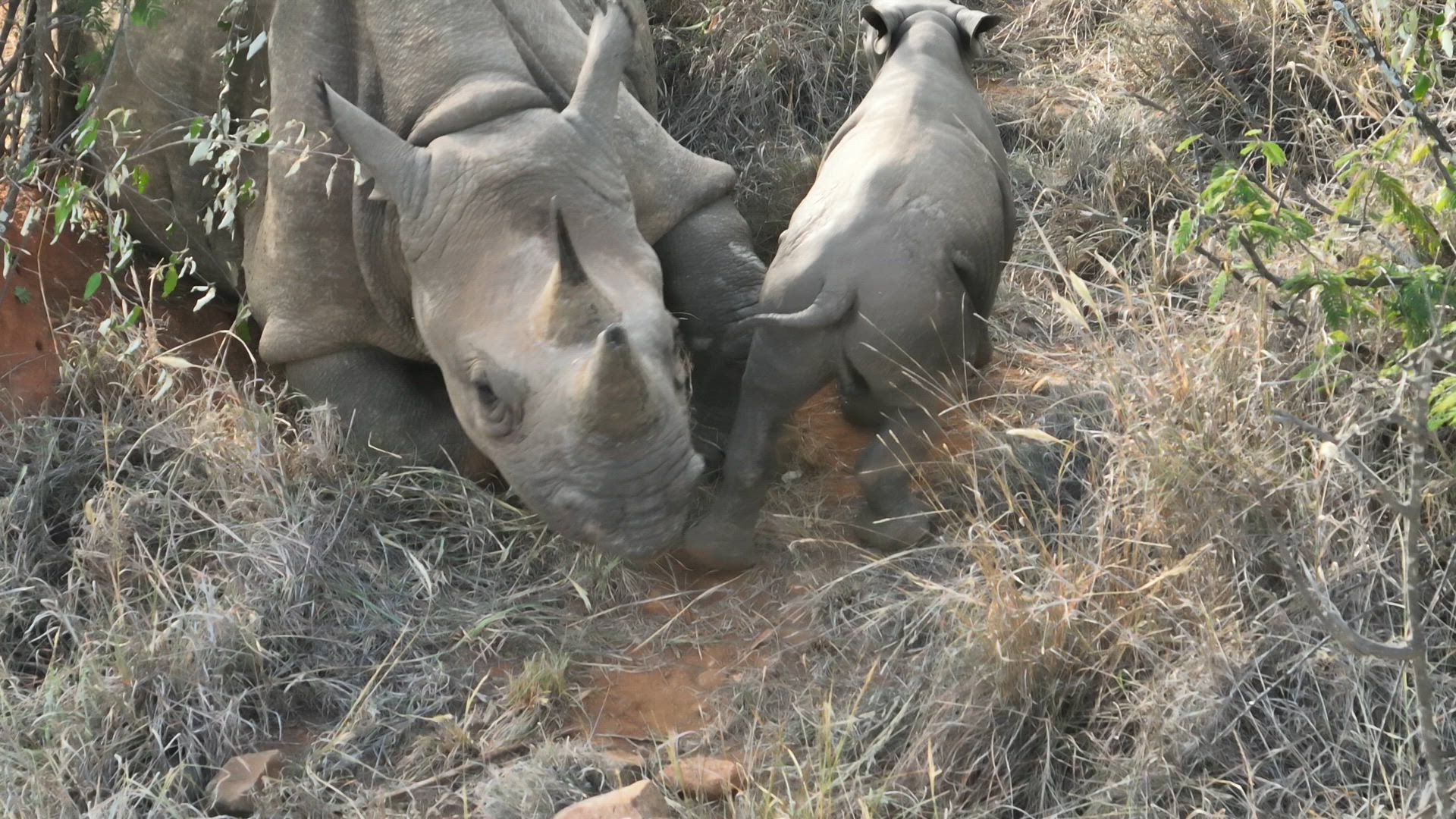Happy 8th birthday, Akitam!
Originally from Lewa, Akitam is one of Loisaba’s more relaxed female black rhinos — calm, adventurous, and comfortable in both open and bushy areas. Known by the team for her peaceful nature, she is also proving to be an attentive first-time mother.
Her calf, Olakira, was born in October last year and is doing very well. Female black rhinos usually begin breeding between 5 and 7 years old, so Akitam’s first calf is an encouraging sign that she has settled well into the Loisaba landscape.
A special birthday for a very special rhino — and a beautiful glimpse of the next generation.
#LandConnectedLifeProtected #BlackRhinoConservation #WildlifeProtection #MotherNature #AnimalLovers #EndangeredSpecies #CelebrateWildlife #LoisabaConservancy