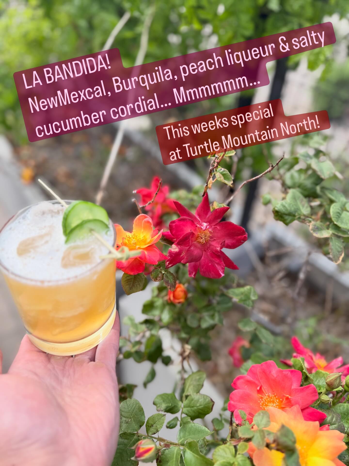 RUN- DON’T WALK (or drive the speed limit, of course) to get LA BANDITA at Turtle Mountain North THIS WEEK! Smoky Mezcal, bright Tequila, yummy peach and refreshing cucumber! Sooooo delicious! 🍑🥒 😋
#nmlocalbusiness #nmdistillery #nmsmallbusiness @turtlemtnorth