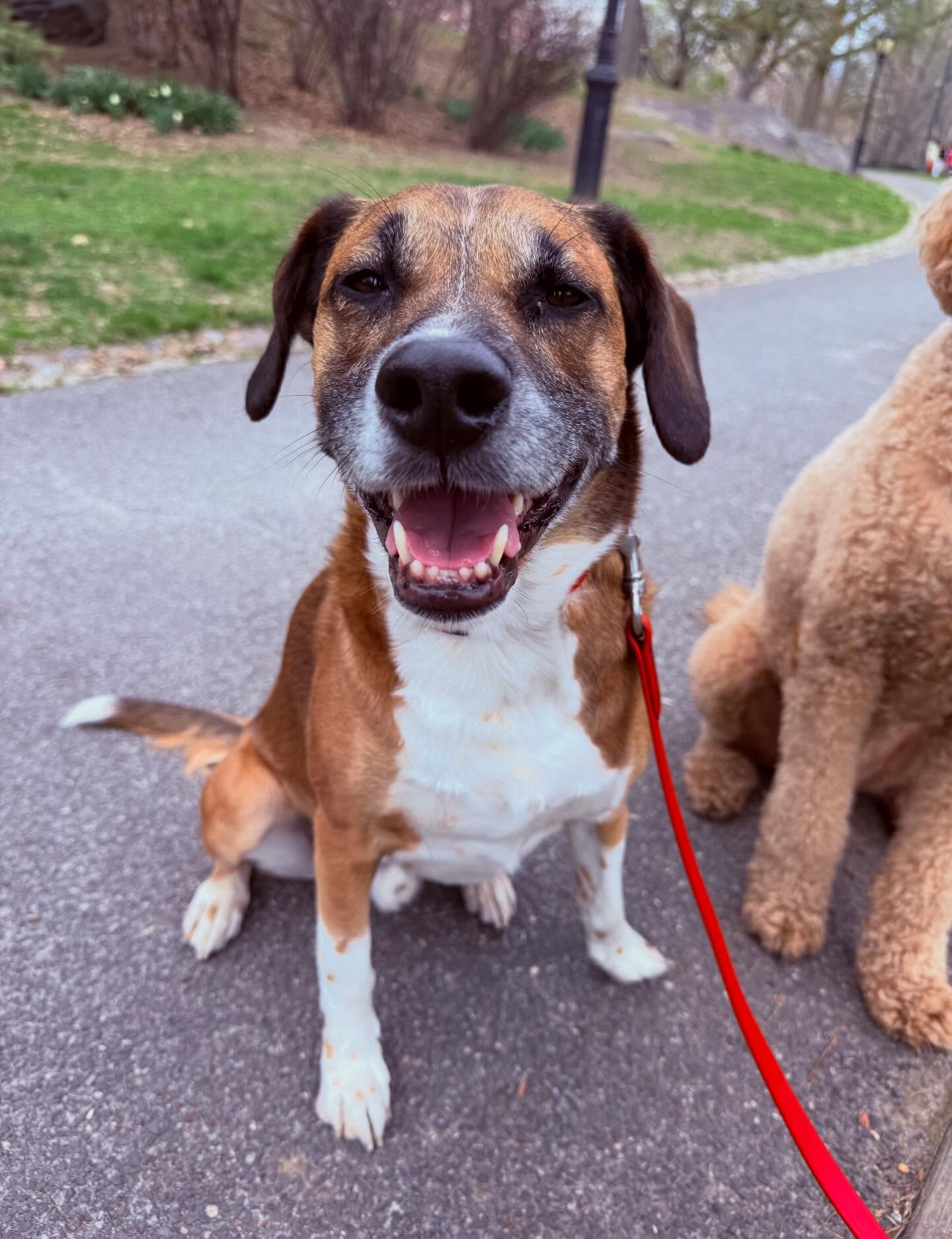 Just out here collecting smiles 💛
#dogsofallboroughs #muttskickbutt #muttstagram #dogsofuws #dogsofnyc