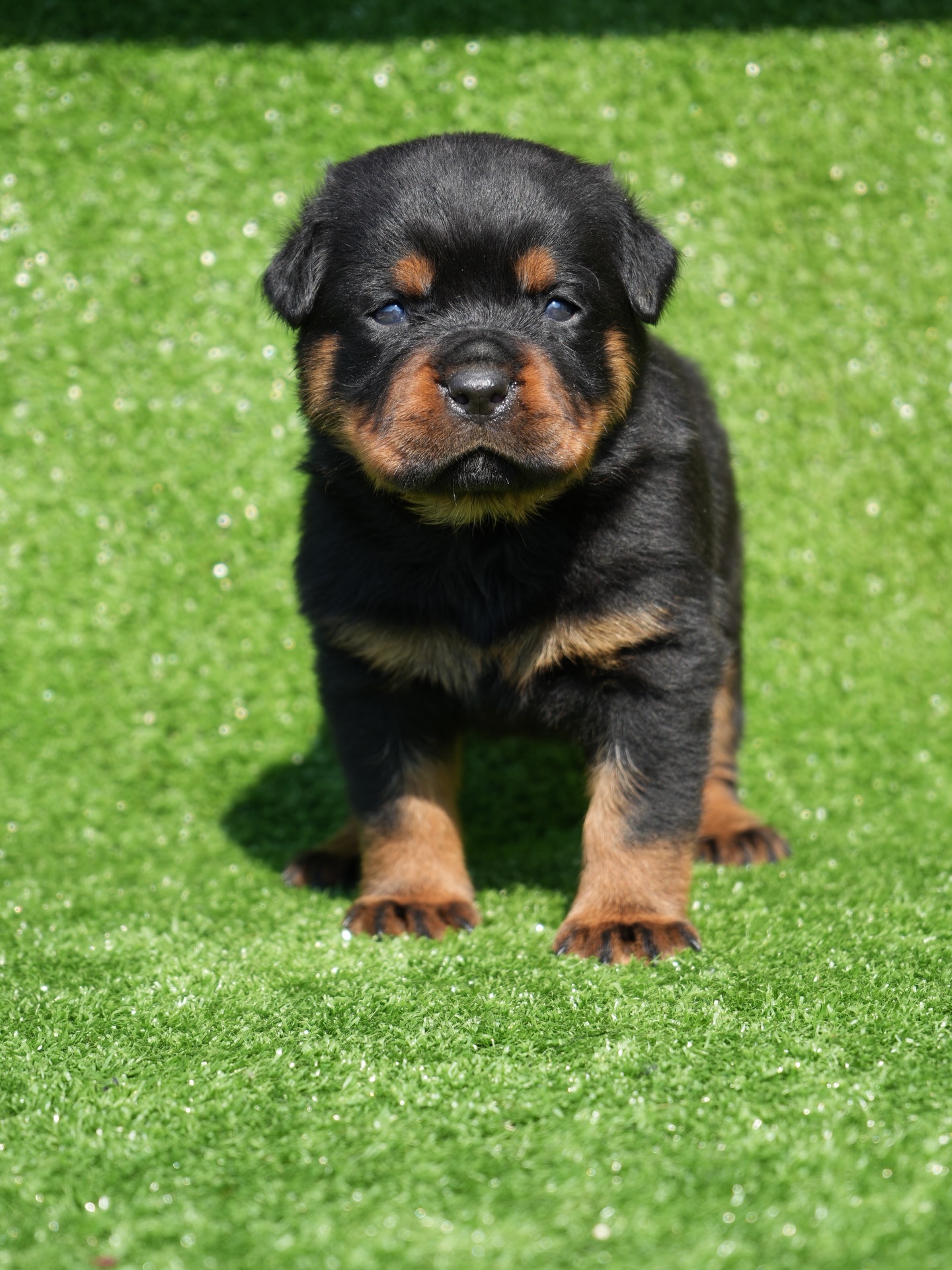 đŸ Magnifique chiot femelle Rottweiler â Ilsa x Nelson đ€
Cette femelle provient de lâunion de Ilsa Der Festung et Nelson vom Kummelsee, deux lignĂ©es europĂ©ennes reconnues pour leur structure solide, leur stabilitĂ© et leur prestance.
DĂ©jĂ trĂšs prometteuse, elle se dĂ©marque par son caractĂšre confiant, son regard expressif et son Ă©quilibre naturel â un excellent choix pour une famille sĂ©rieuse ou un projet plus avancĂ©.
â Parents testĂ©s (hanches, coudes, cĆur, ADN)
â LignĂ©es allemandes de haut niveau
â Suivi et accompagnement disponibles
đ Brownsburg-Chatham, QuĂ©bec
đŹ Pour photos, vidĂ©os ou informations, Ă©cris âIlsaâ en commentaire ou en message privĂ©.