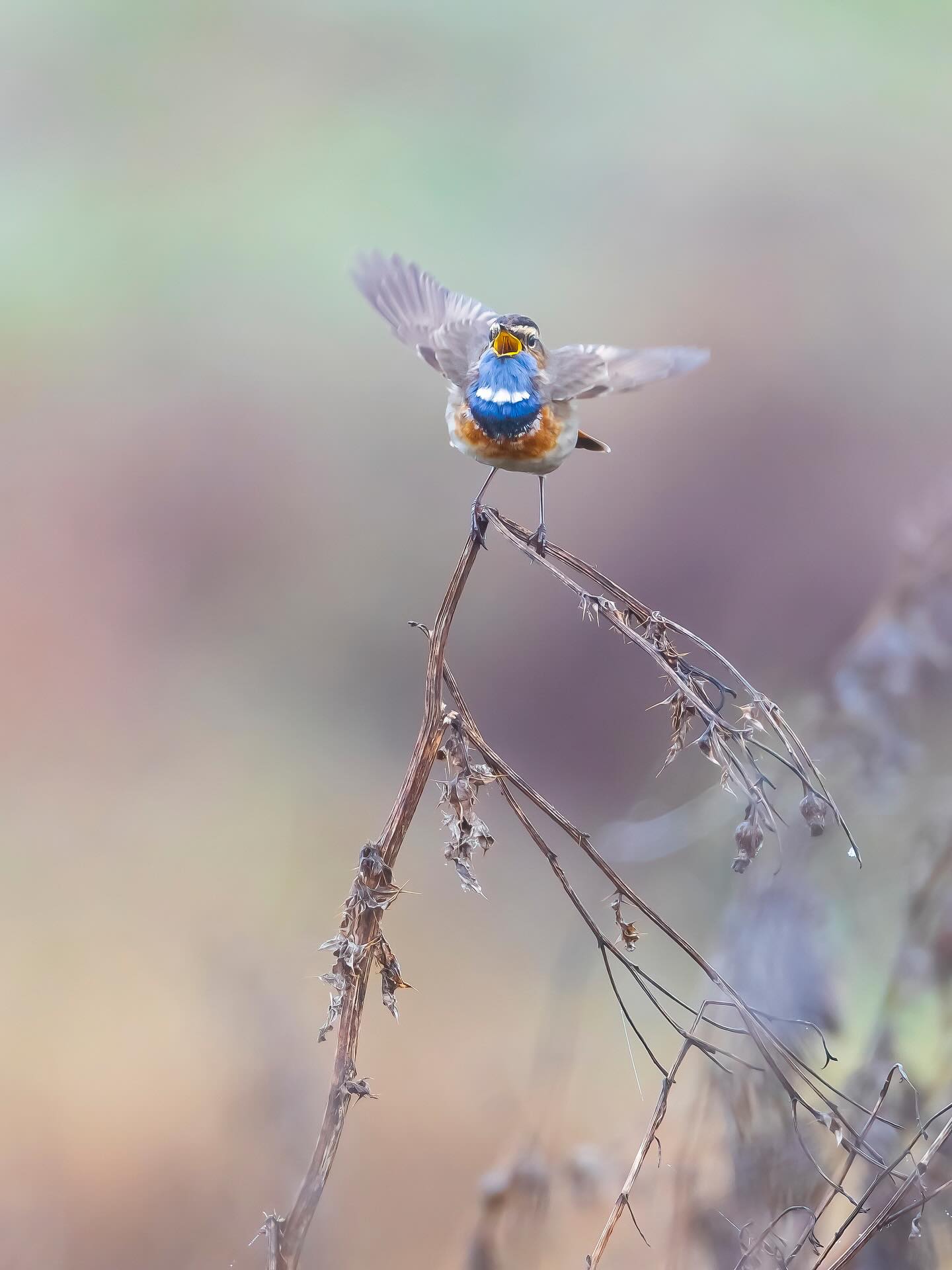 Das Blaukehlchen ist ein echtes Stimmtalent. Sein Gesang klingt wie ein bunt gemixter Soundtrack aus Pfeifen, Trillern und Imitationen. Es kann sogar andere Vogelarten nachahmen, fast wie ein gefiederter DJ der Morgenstunden.
sehr abwechslungsreich
oft mit überraschenden Tonfolgen
manchmal mit „eingebauten“ Geräusch-Imitationen.
Das Männchen singt oft erhöht auf einem Busch oder Schilfhalm, manchmal sogar im Flug – als würde es sagen: „Achtung, jetzt kommt mein Solo!“
