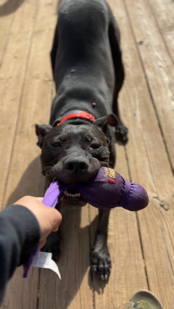 Woof Wisdom: Go after the things you want in life, and never give up!
๐พ๐๐พ๐๐พ๐๐พ๐๐พ๐๐พ๐๐พ
Woof Wisdom is our series highlighting all of the great life lessons we can learn from dogs.
#AshevilleLife #DogsOfInsta #DogsOfAsheville #DogsOfFacebook #WoofWisdom