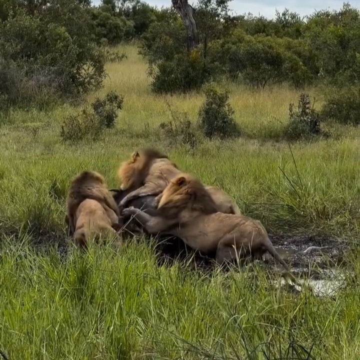 A lion Pride join together to take down a well grown buffalo in Safari sightings with Planet GOGO Adventure
www.planetgogoadventure.com - for more
#wildlife_seekers #africasafari #natures #lions #savannah #wildlifeplanet #wildplanet