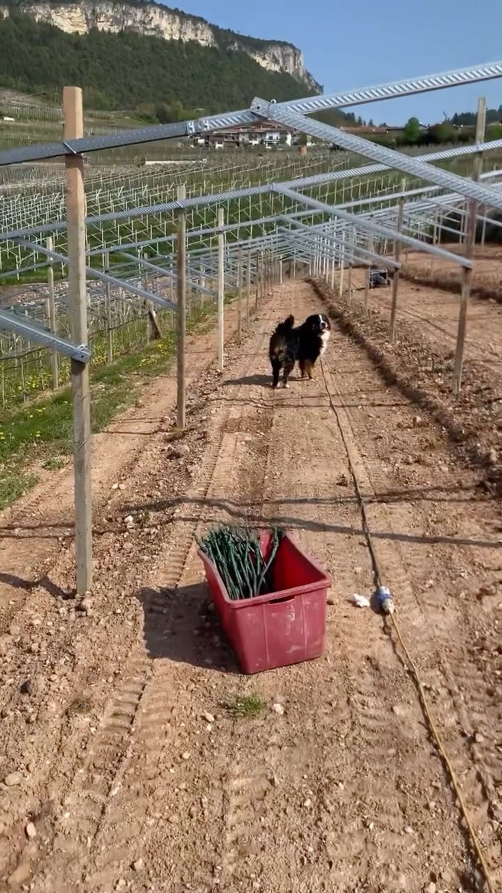 Nuovi inizi tra le nostre montagne 🌱
Giornata di impianto in vigneto: nuove barbatelle che prendono vita in un territorio unico, la Val di Cembra , dove altitudine, escursioni termiche e suoli minerali contribuiscono a definire l’identità del vino già dalla vigna.
La primavera è il momento in cui tutto ricomincia: ogni filare piantato oggi è un investimento sul futuro, fatto di cura, precisione e visione.
Coltivare in montagna significa lavorare in equilibrio con la natura, rispettando tempi e condizioni che rendono ogni vendemmia irripetibile.
#viticoltura #vigneto #viticolturadimontagna #barbatelle #valledicembra