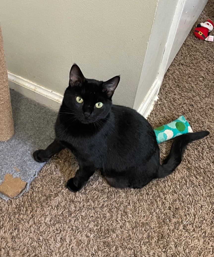 We are officially accepting Adoption Applications for Ophelia! 🖤✨ Ophelia lived her first 3 years of life outside before coming into our care. She was a very sweet girl the moment she came into her foster home - she is SO happy to be an indoor kitty now! She is very loving, affectionate, and easy going She is a fantastic companion and would make any family very happy!
As of April 8th, Ophelia is 5 weeks post-op from having her back left leg amputated due to a previous injury she endured prior to coming into our care. Ophelia has recovered beautifully and will be ready for in-person meet and greets mid-April. Ophelia gets around great without her leg - much better than before! She does not need any help getting around, using the bathroom, grooming, or eating. Though, it is important to keep in mind that Ophelia may need adaptive help like stairs in the future.
Interested in meeting sweet Ophelia? Apply for her today! 🖤✨