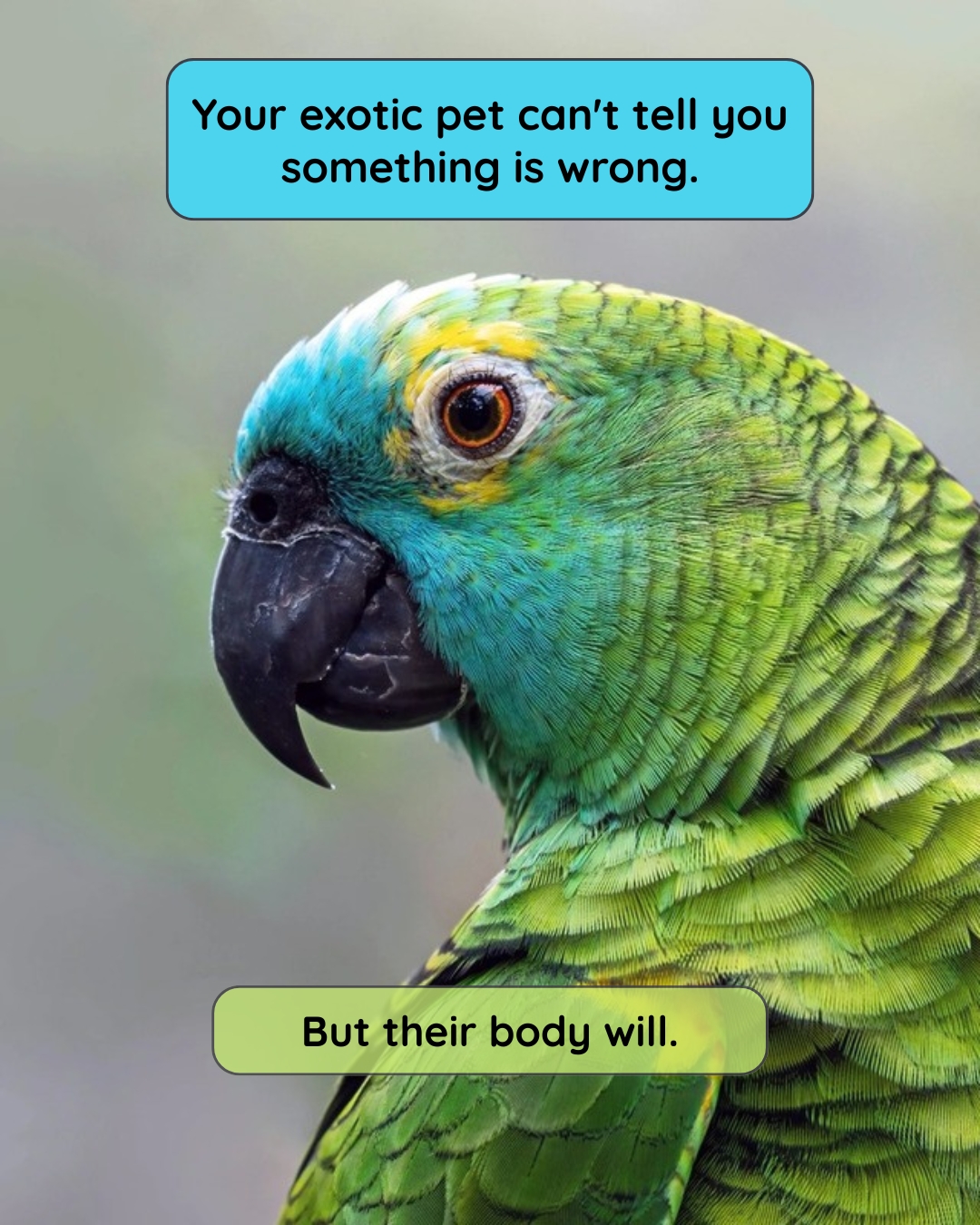 Your exotic pet cannot tell you something is wrong. But their body will. Here is what to watch for, species by species.
Parrots: A bird sitting on the bottom of the cage is critical. Fluffed feathers, closed eyes, changes in droppings, loss of appetite, and sudden silence are all signs that something is seriously wrong.
A blood feather that will not stop bleeding is also an emergency. It's happened with birds in our care more than once. Knowing how to assess the situation and respond calmly is essential.
Rabbits: If a rabbit stops eating for 12 hours, that's a GI emergency. Gastrointestinal stasis can quickly turn fatal. Watch for teeth grinding, hunched posture, and absence of droppings.
Bearded dragons: Stillness can be brumation or something more serious. Impaction, retained shed, and metabolic bone disease are the most common emergencies I see in captive dragons, and all three are largely preventable with the right setup and the right vet.
The single most important step any exotic pet owner can take: find an exotic-specialist vet before you need one. Not every veterinary clinic can treat birds, rabbits, or reptiles.
Save this post. Share it with someone who has an exotic pet -it could make a real difference.
#BirdGirlPetServices #ExoticPetCare #PetFirstAid #ParrotHealth #RabbitCare