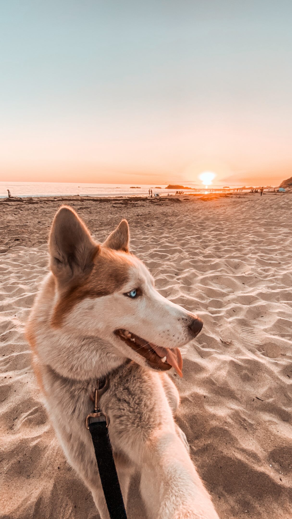E sempre que quero sumir nesse mundão com meu cachorro eu posso contar com a @petviajanteoficial pra nos levar de avião do Brasil pra qualquer viagem internacional ✈️🌎🐶